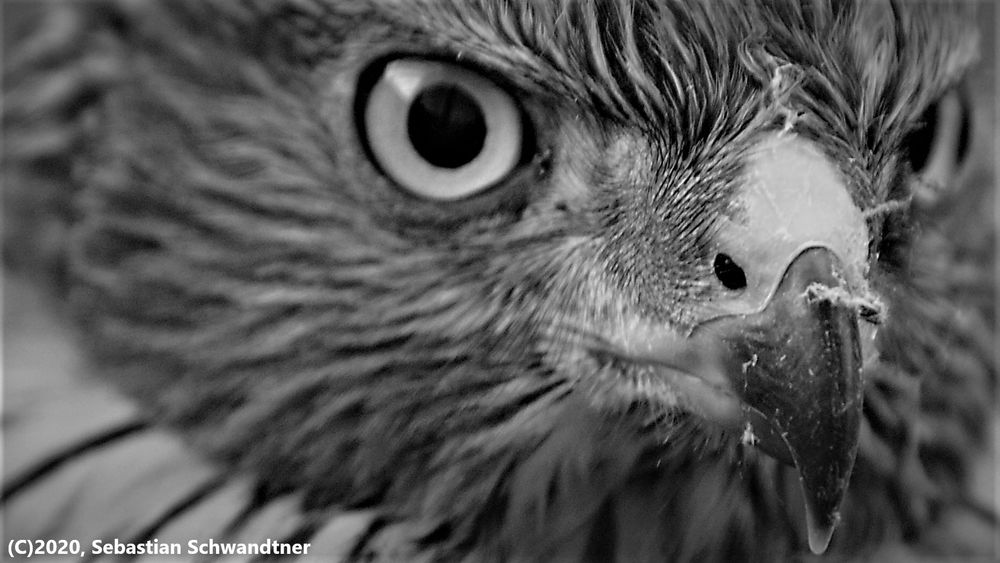 Buzzard - Cut from picture