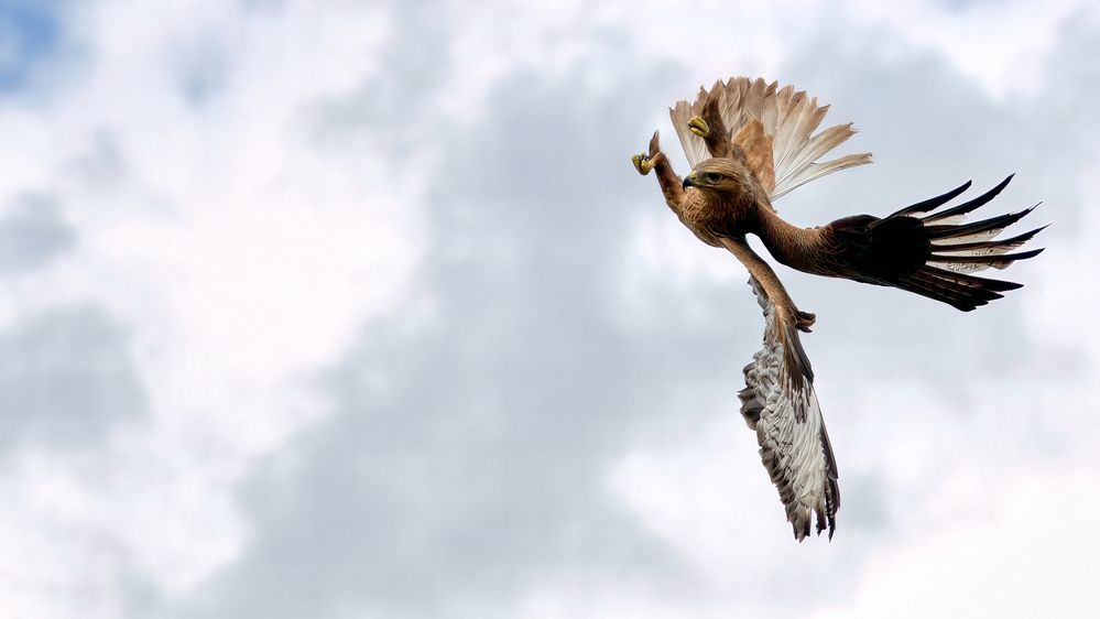 Buzzard-eagle #1