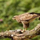 Buzzard