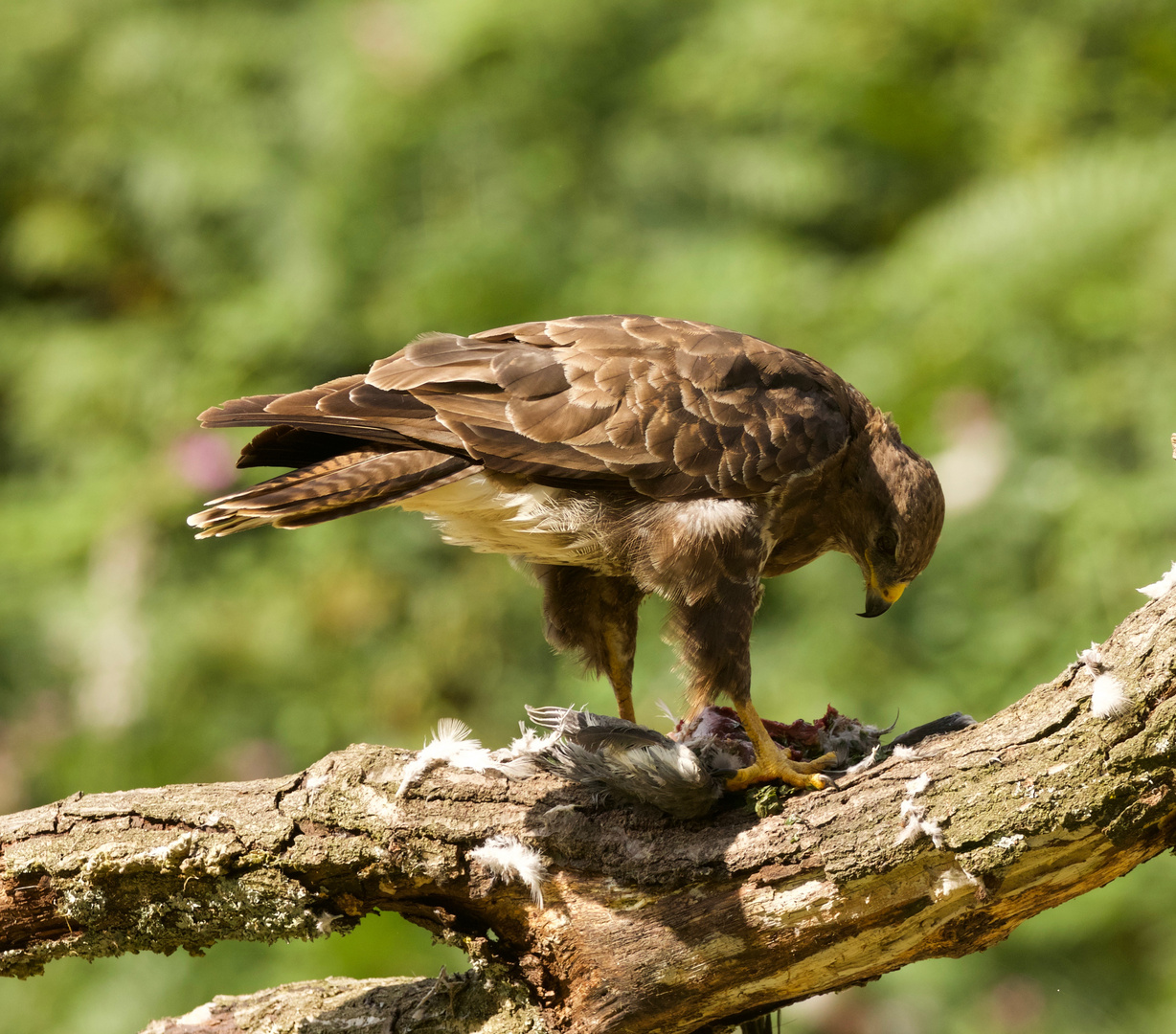 Buzzard