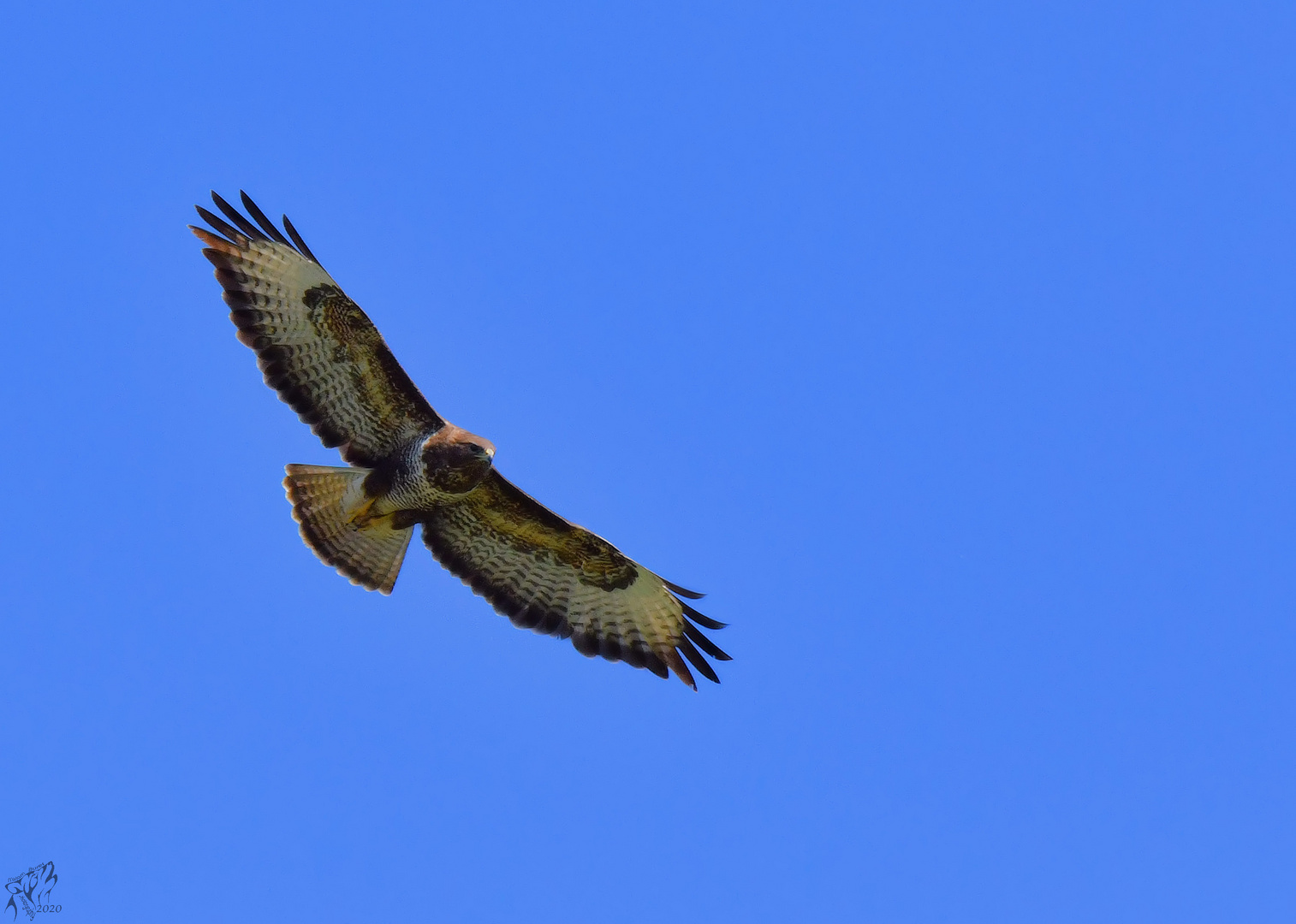 Buzzard ..