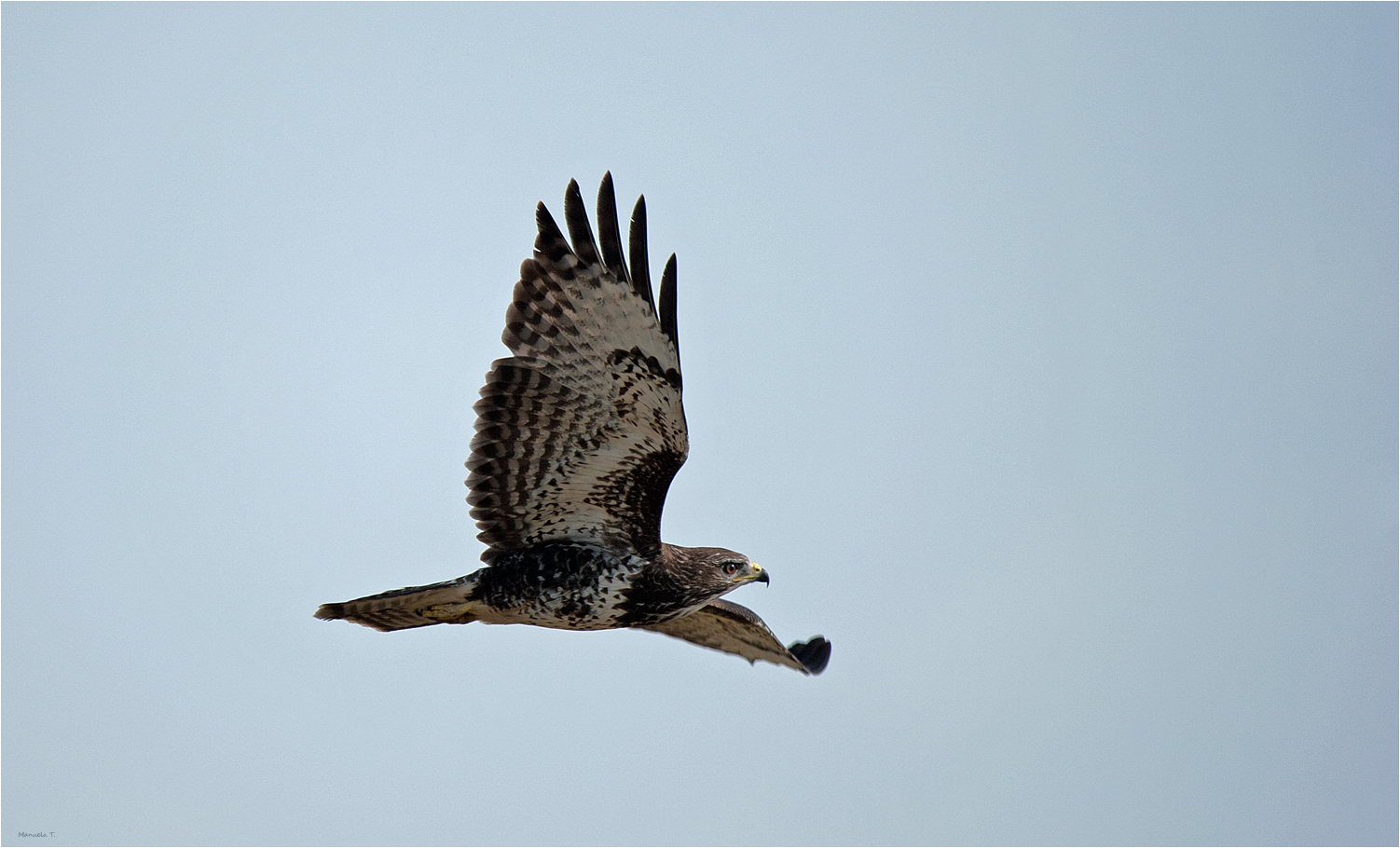 Buzzard flies by