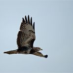 Buzzard flies by