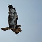 Buzzard flies by