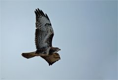 Buzzard flies by