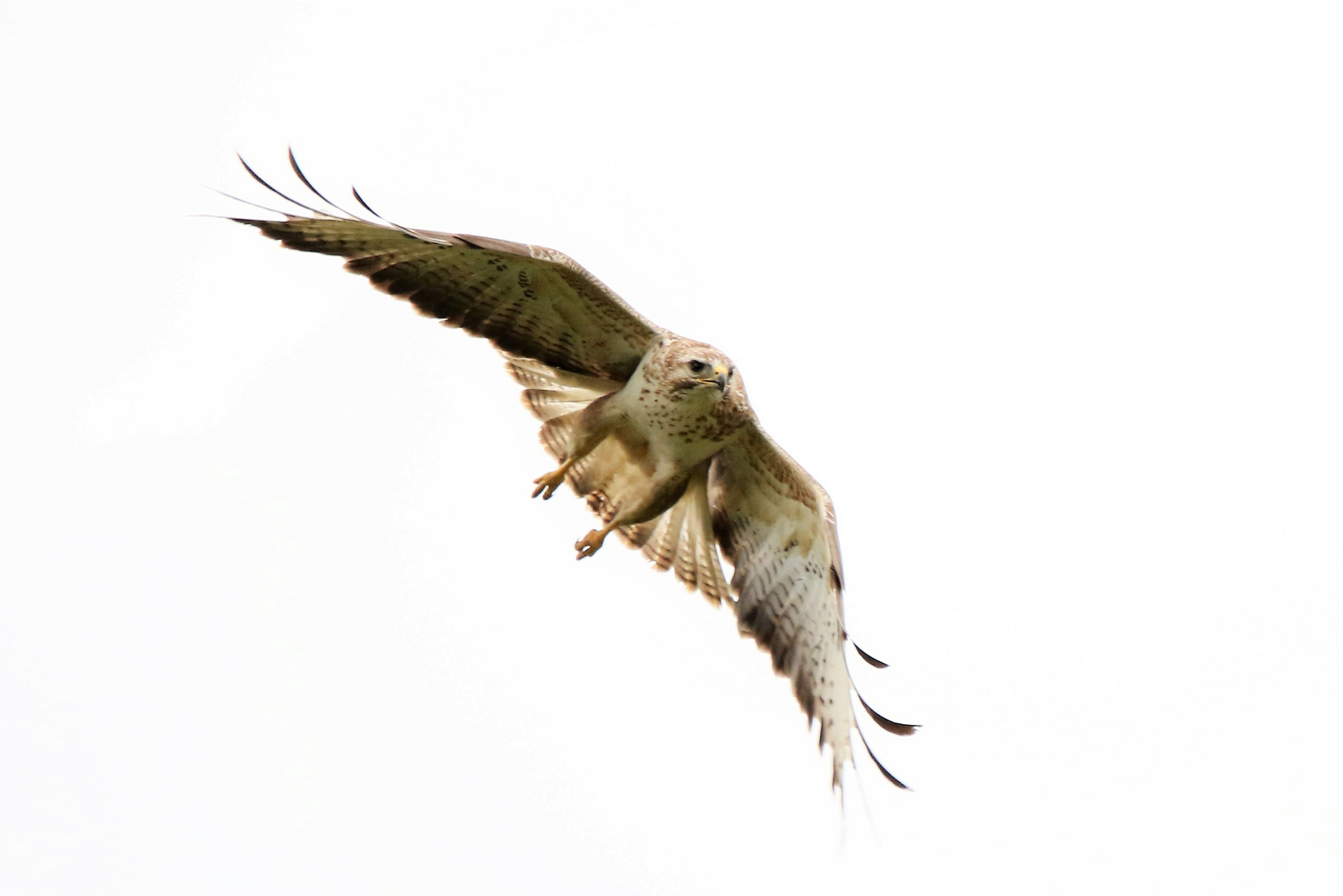 Buzzard in flight