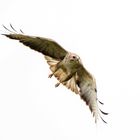 Buzzard in flight