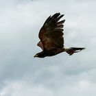 BUZZARD in Flight