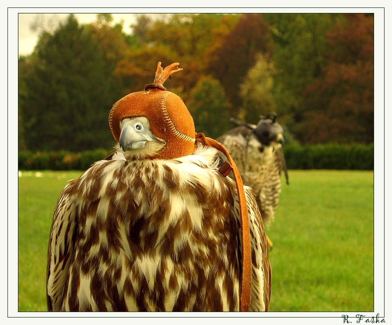 Buzzard in left profile