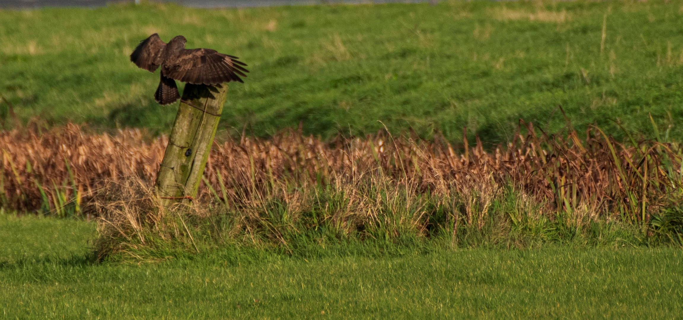 Buzzard landing