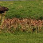 Buzzard landing