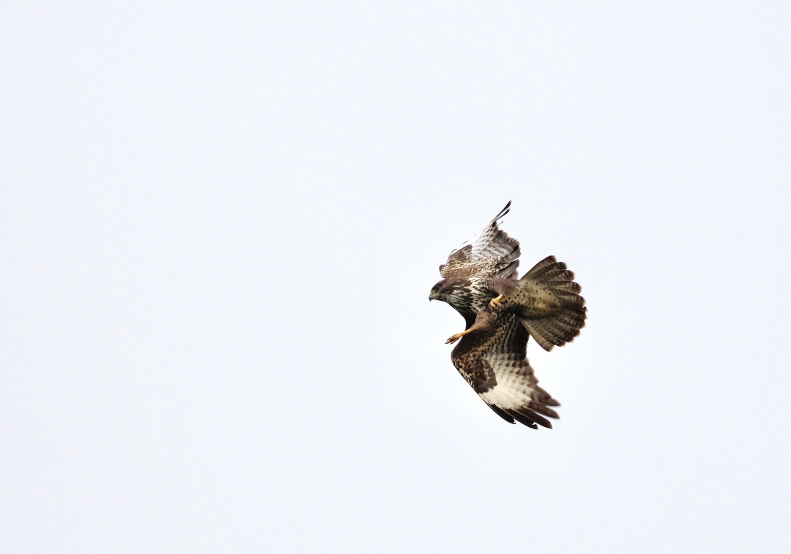 Buzzard over garden