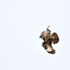 Buzzard over garden