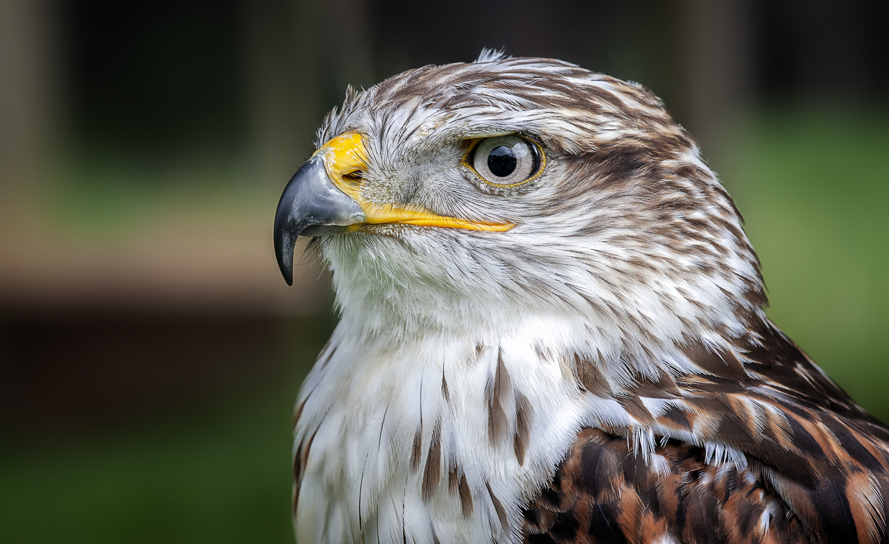 Buzzard portrait