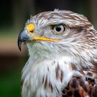 Buzzard portrait