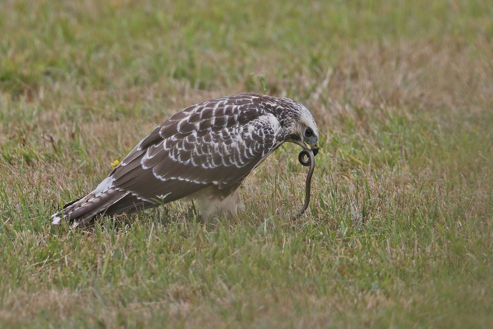 Buzzard with blindworm 1