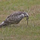 Buzzard with blindworm 1