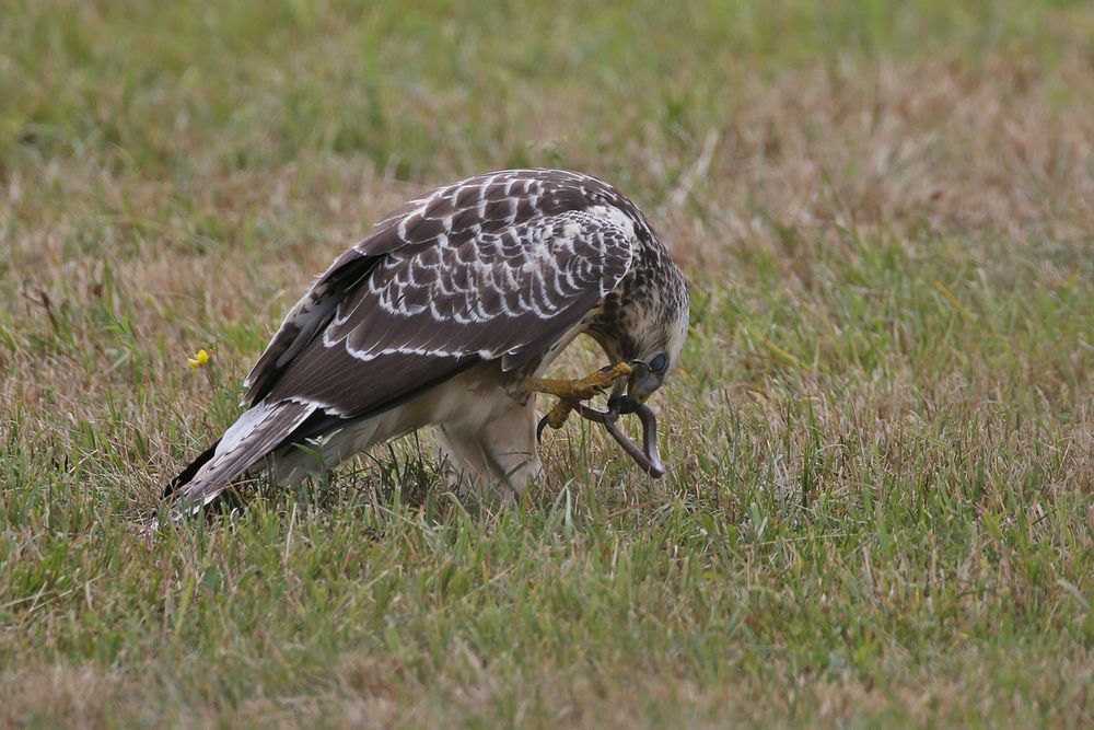 Buzzard with blindworm