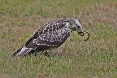 Buzzard with blindworm 2