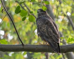 Buzzard with disturbing leaf