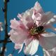 buzzzzzzy bee on almond blossom