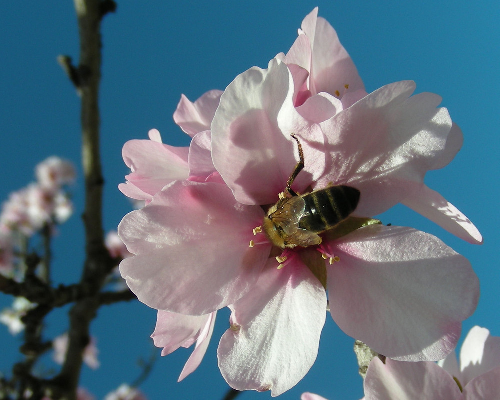 buzzzzzzy bee on almond blossom