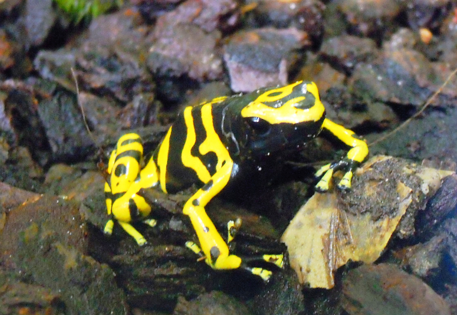 BVB Frosch