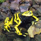 BVB Frosch