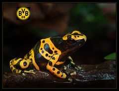 *BVB-Frosch*