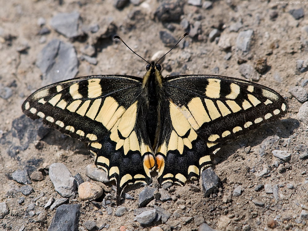 BVB-Schmetterling