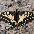 BVB-Schmetterling