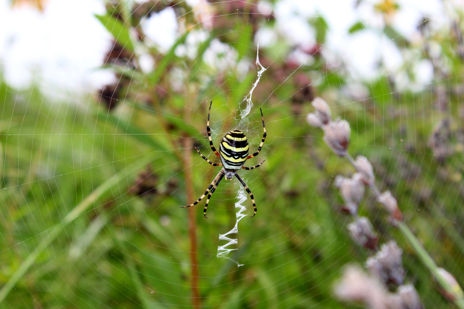 BVB - Spinne