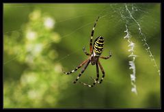 BVB-Spinne?