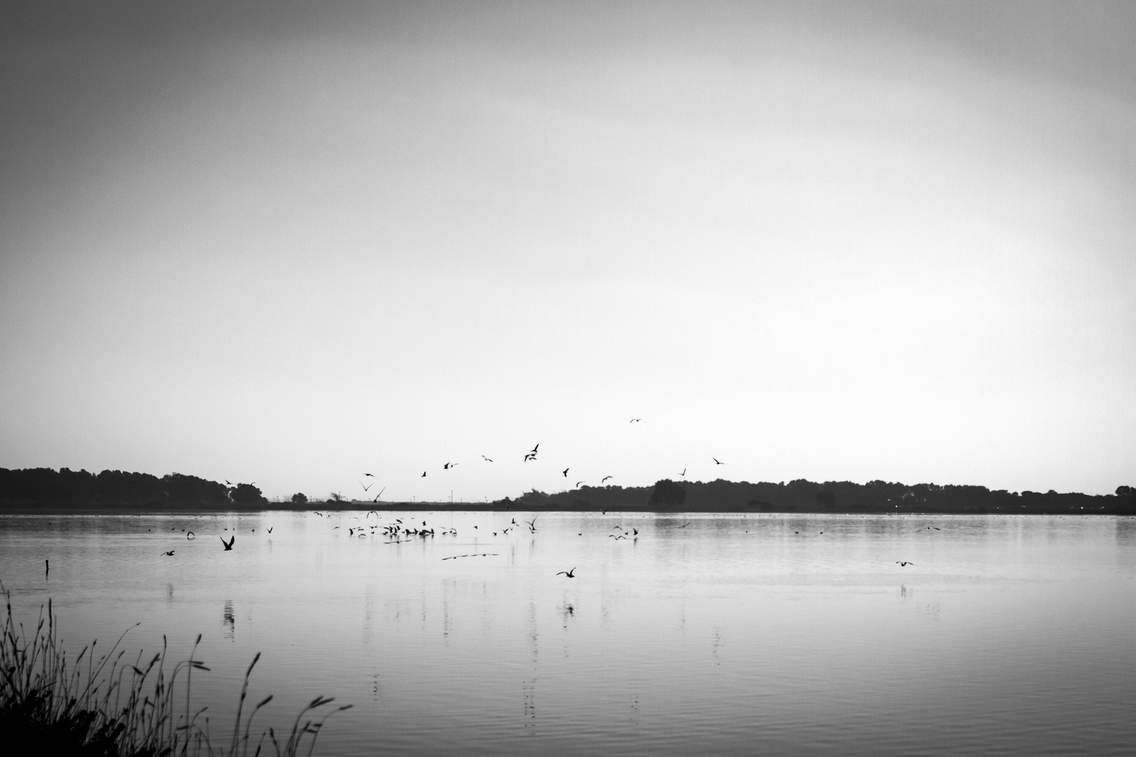 BW BIRDS