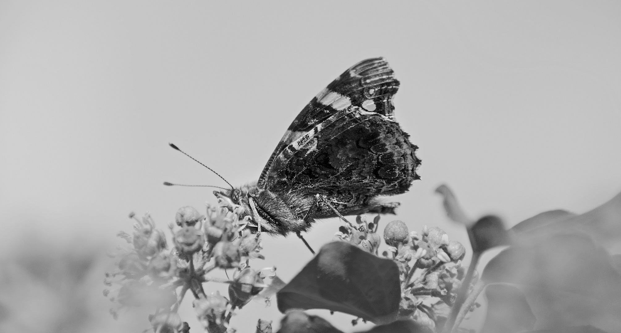 BW Butterfly