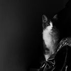 BW cat