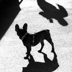 bw dog