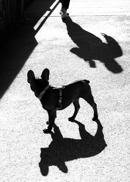 bw dog