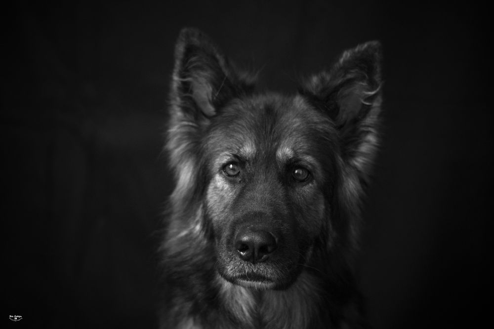 b/w, Enya1 Foto & Bild tiere, tierdetails, hund Bilder auf