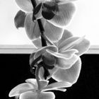 B&W Flower