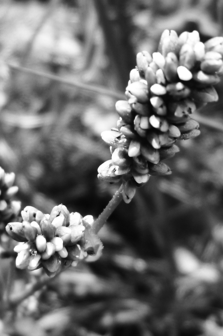 BW Flower