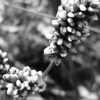 BW Flower