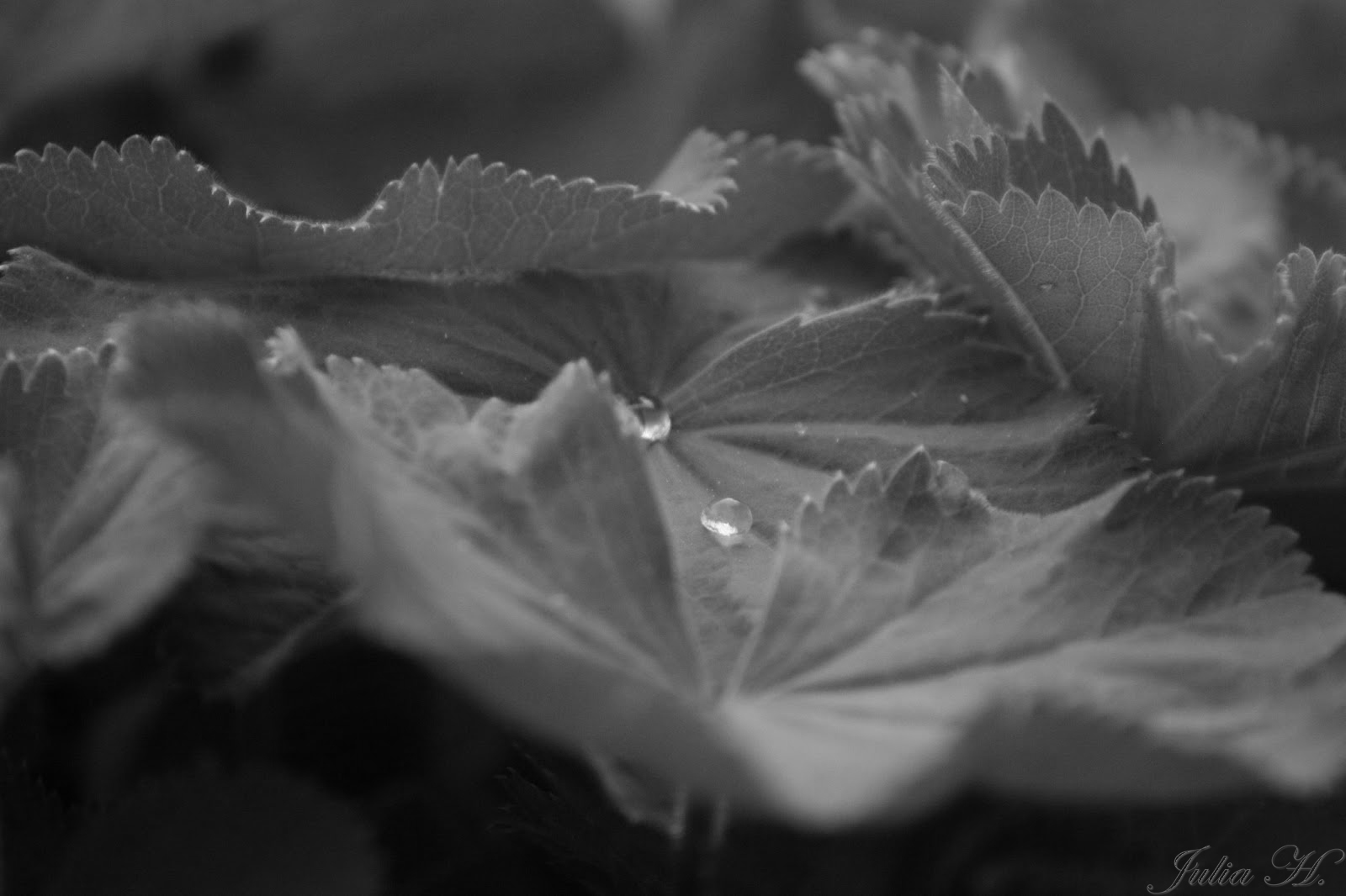 bw Flower