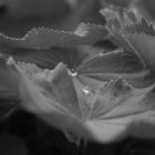 bw Flower