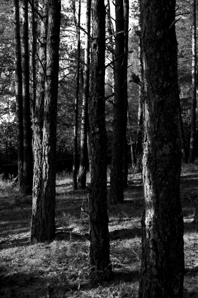 B/W Forest