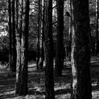 B/W Forest