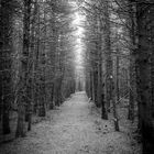 B&W forest