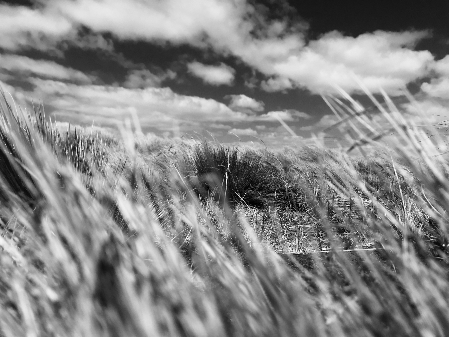 B/W Gras