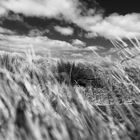 B/W Gras