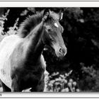 BW Horse